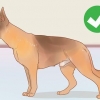 Saber se um macho é fértil