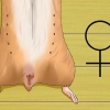 Saber se a sua hamster está grávida