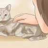 Saber se seu gato está morrendo