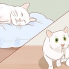 Saber quando seu gato está doente