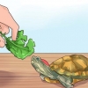 Saber o que alimentar uma tartaruga