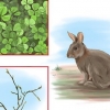 Alimentando coelhos selvagens