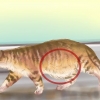 Diagnosticando vermes em um gato