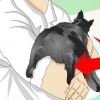 Veja se um gato foi castrado