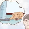 Veja se o seu cão está deprimido