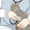 Veja se o seu gato está deprimido