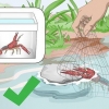 Mantendo lagostins de água doce