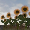 Colhendo sementes de girassol