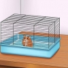 Faça seu hamster confiar em você