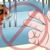 Fazendo seu porquinho da índia parar de morder