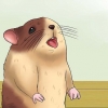 Mantendo seu hamster fresco em clima quente