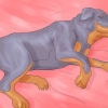 Certifique-se de que seu cão não durma mais na sua cama
