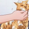 Fazendo seu gato tolerar um banho