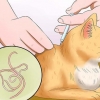 Evite que seu gato vomite