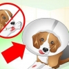 Cuidando de um cachorro com pontos