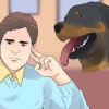 Cuidando de um filhote de rottweiler