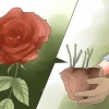 Elimine manchas pretas em rosas