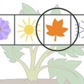 Cultivo de batatas