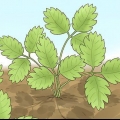 Poda de plantas de morango