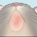 Tratamento de acne em gatos