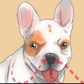 Diagnosticando problemas respiratórios em um buldogue francês
