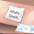 Cultivo de brotos de alfafa