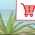 Cultivando e usando aloe vera para fins medicinais