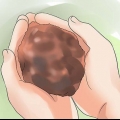 Plantas de antúrio em crescimento