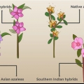 Plantando azaleias
