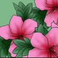 Cuidando das azaleias