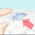 Cuidando do peixe platy bebê