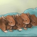 Alimentando coelhinhos