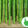 Cortando bambu