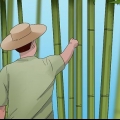 Cura de bambu