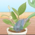 Determinando quanta água as plantas precisam
