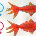 Determinando se um peixinho dourado está grávida