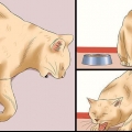 Como determinar se um gato tem raiva