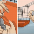 Determinando se um rato é macho ou fêmea