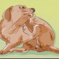Determinando se seu cão tem pulgas