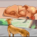 Determinando se deve colocar seu cão para dormir