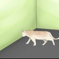 Determinando se o seu gato é cego