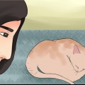Determinando se seu gato está morto