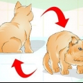 Determinando se o seu gato está acima do peso