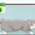 Determinando se sua gata está grávida