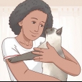 Decidindo se um gato siamês é ideal para você