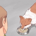 Decidindo se deve colocar seu gato para dormir