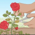 Remova pulgões em rosas de forma orgânica
