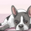 Tratamento da anemia em cães