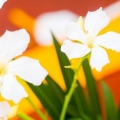 Mantenha as flores frescas por mais tempo