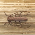 Besouro longhorn de combate